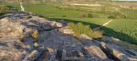 lagares rupestres la rioja